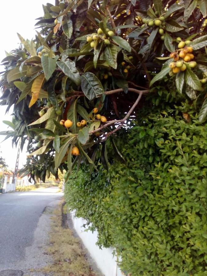 Casa Da Nespereira- Lugar Acolhedor Rodeado De Natureza Soure Luaran gambar