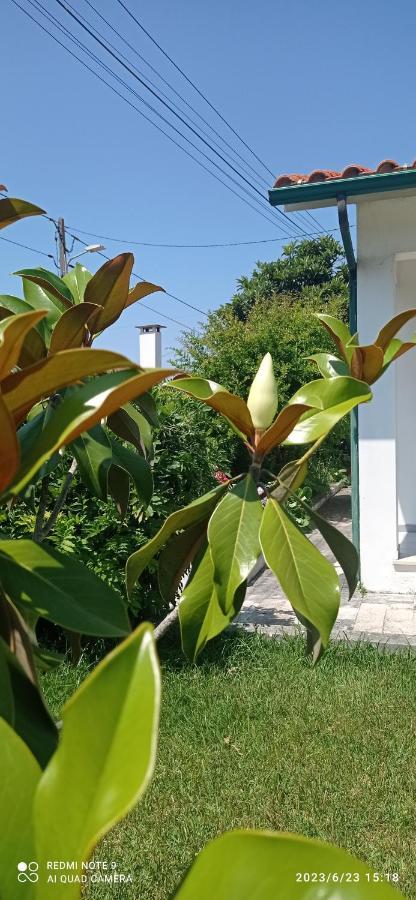 Casa Da Nespereira- Lugar Acolhedor Rodeado De Natureza Soure Luaran gambar